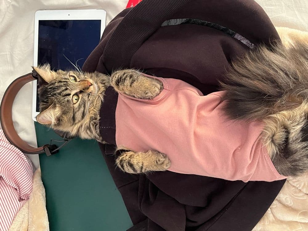 Nala, Croisée siamoise