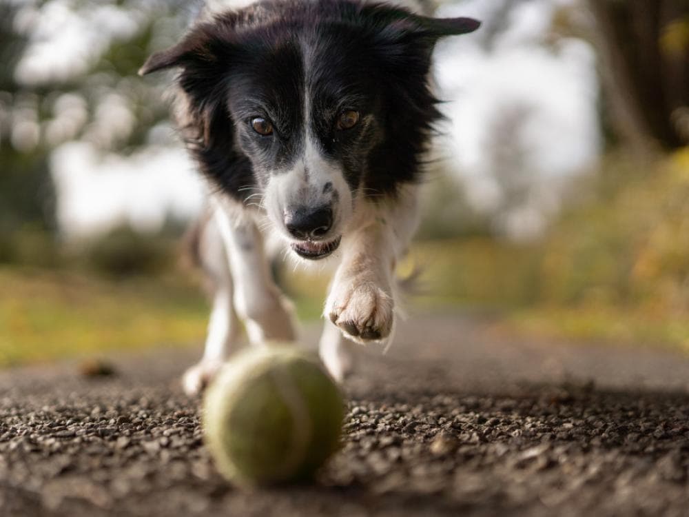 Rocky, Berger croisé