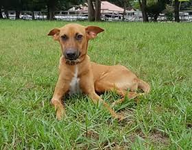 pipo, Baoulé